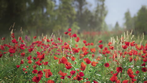 un campo de amapolas rojas en flor