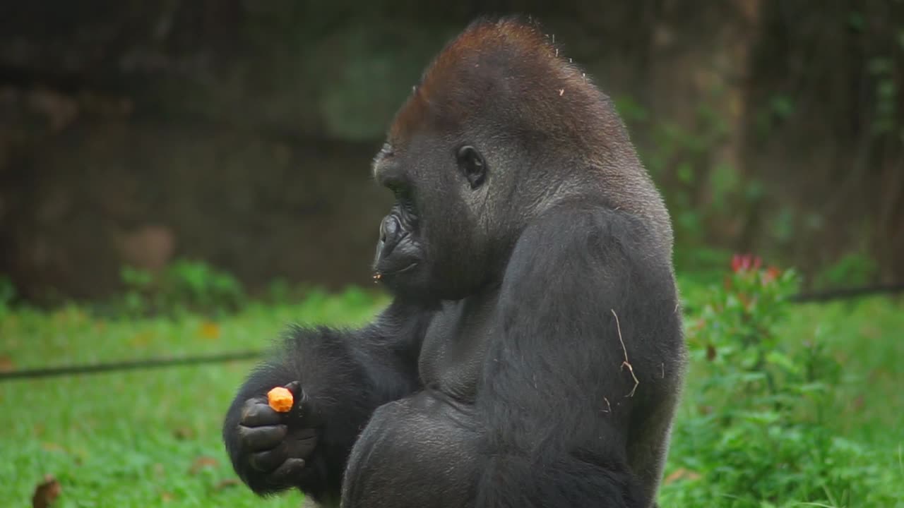 gorila mordiendo zanahoria y comiéndola lentamente mientras se sienta en el suelo, toma de perfil