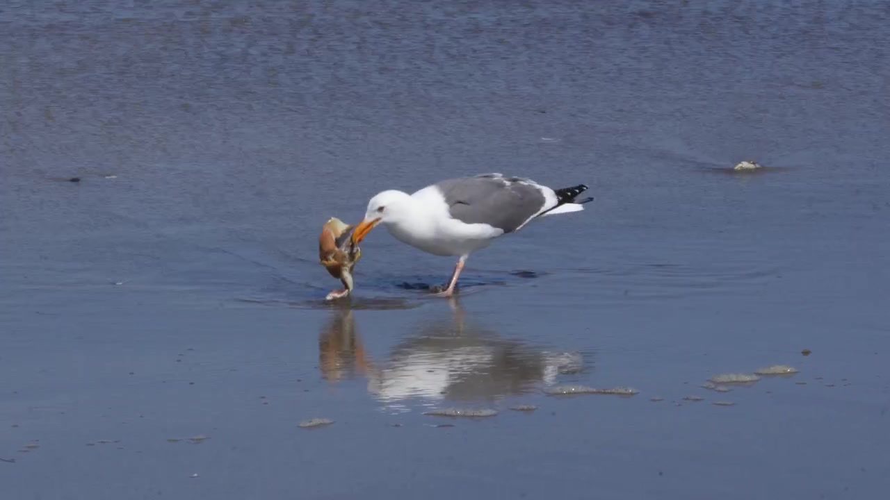 Two seagulls eating crab near on the beach in California