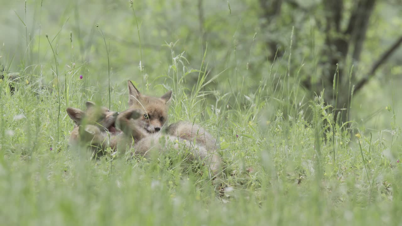 Red fox cubes (vulpes vulpes) playing, in a spring day, in a mediterranean forest, in Tiétar Valley, Spain