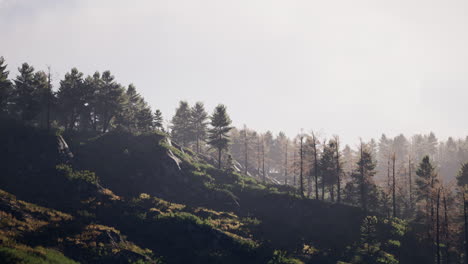 Tatras-Mountains-covered-by-green-pine-forests