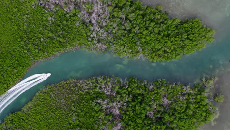 disparo estático de arriba hacia abajo de la naturaleza salvaje
