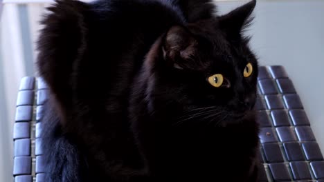 beautiful black cat with yellow eyes sitting on a chair