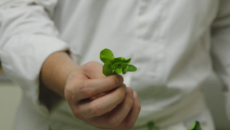 seaweed leaf chunk for salmon plating decoration