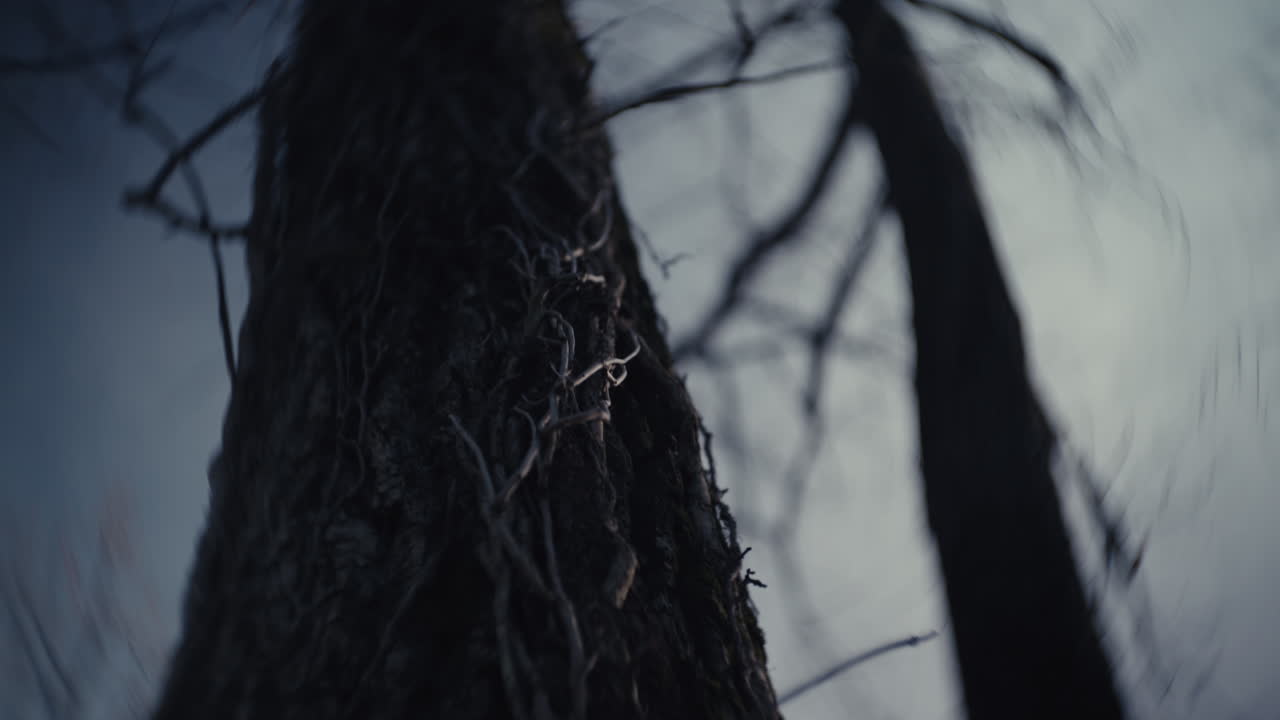 Primo Piano di un Tronco d'Albero con Edera