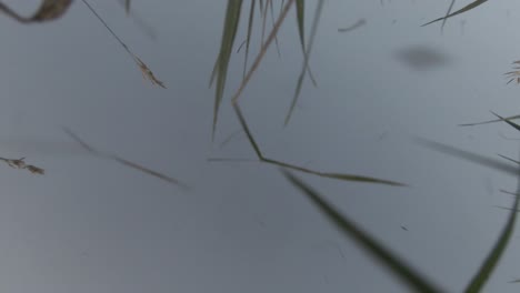 aerial fpv drone skimming along a grassy hillside before crashing and tumbling into the grass and spinning its propellers