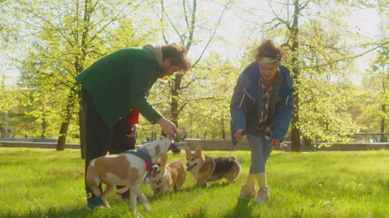 A couple playing with their dogs in a sunny park