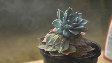 planta suculenta verde en maceta que se rocía con niebla fina de la manguera en el invernadero del jardín a medida que se forman gotas de agua en las hojas, cámara lenta