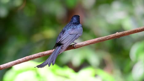 Ein-Schwarzer-Vogel-Mit-Schillernden-Federn,-Der-Schöne-Farben-Von-Einer-Lichtquelle-Reflektiert-Und-In-Ganz-Südostasien-Zu-Finden-Ist