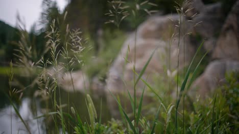 Experience-the-captivating-focus-shift-from-grass-and-weeds-to-the-serene-revelation-of-a-lakeside-oasis,-creating-a-tranquil-visual-journey