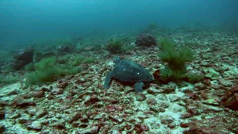 Toma-Acuática-De-Tortuga-Descansando