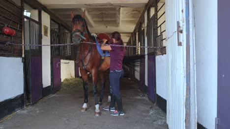 woman grooming a horse in a stable