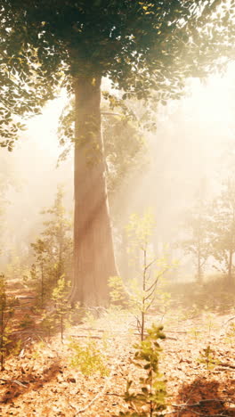 sunlight streaming through a misty forest