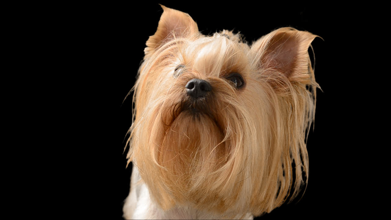 Yorkshire terrier. Canale alfa incluso.