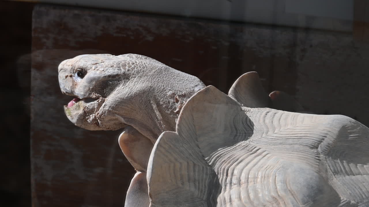 가까이, 암컷, 동물원 공원과 태양 아래 짝짓기하는 거북이의 머리