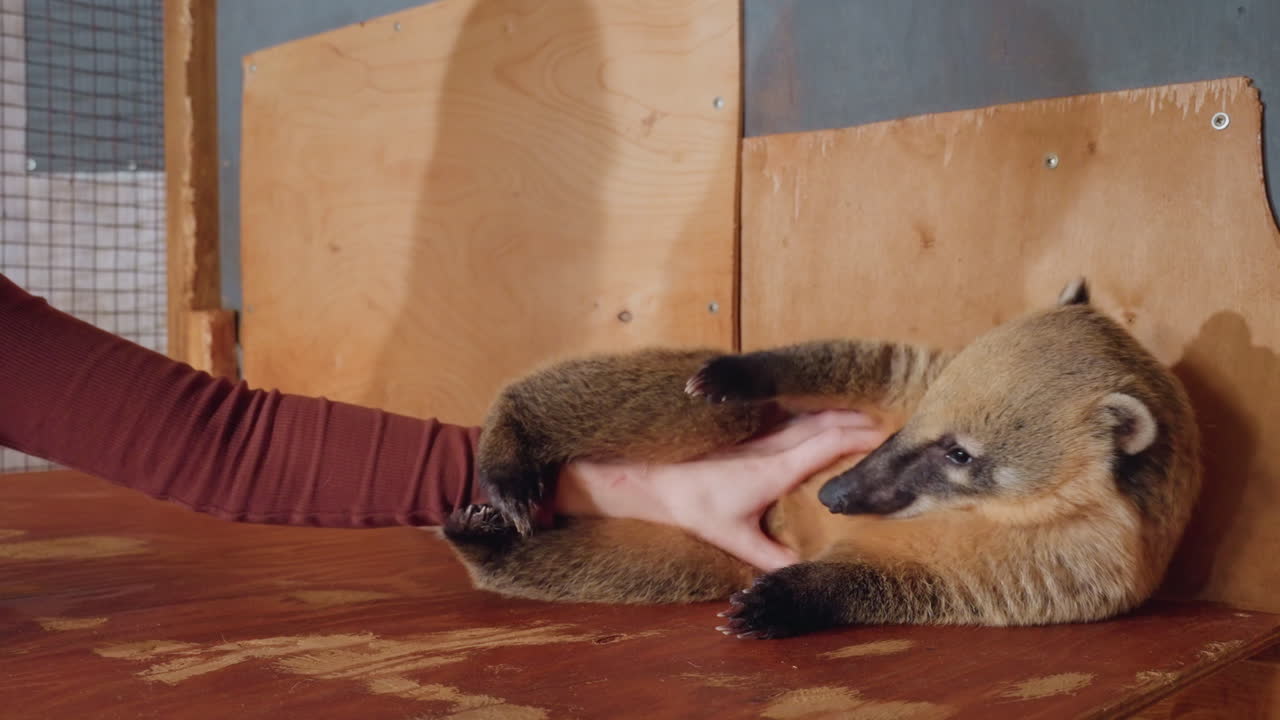 Donna caucasica accarezza la pancia di un coati rilassato, scena al chiuso in una struttura di legno che mostra un animale paziente sdraiato mentre un custode pratico gli offre un tocco rilassante e un'interazione giocosa con le zampe, compagno calmo