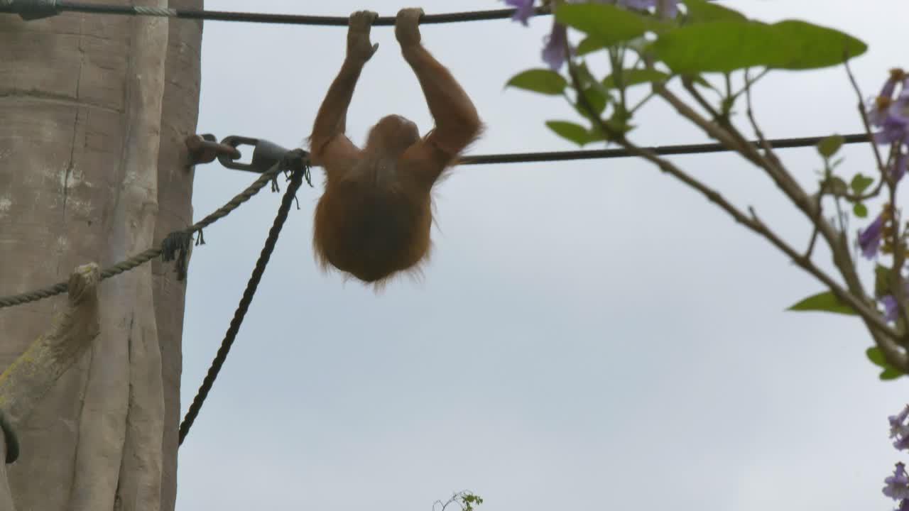 northwest Bornean Orangutan climbing up ropes with long outstretched arms balancing across in dublin zoo ireland