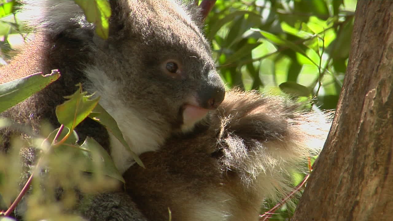 un oso koala se sienta pacíficamente en un árbol
