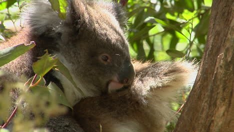 un oso koala se sienta pacíficamente en un árbol