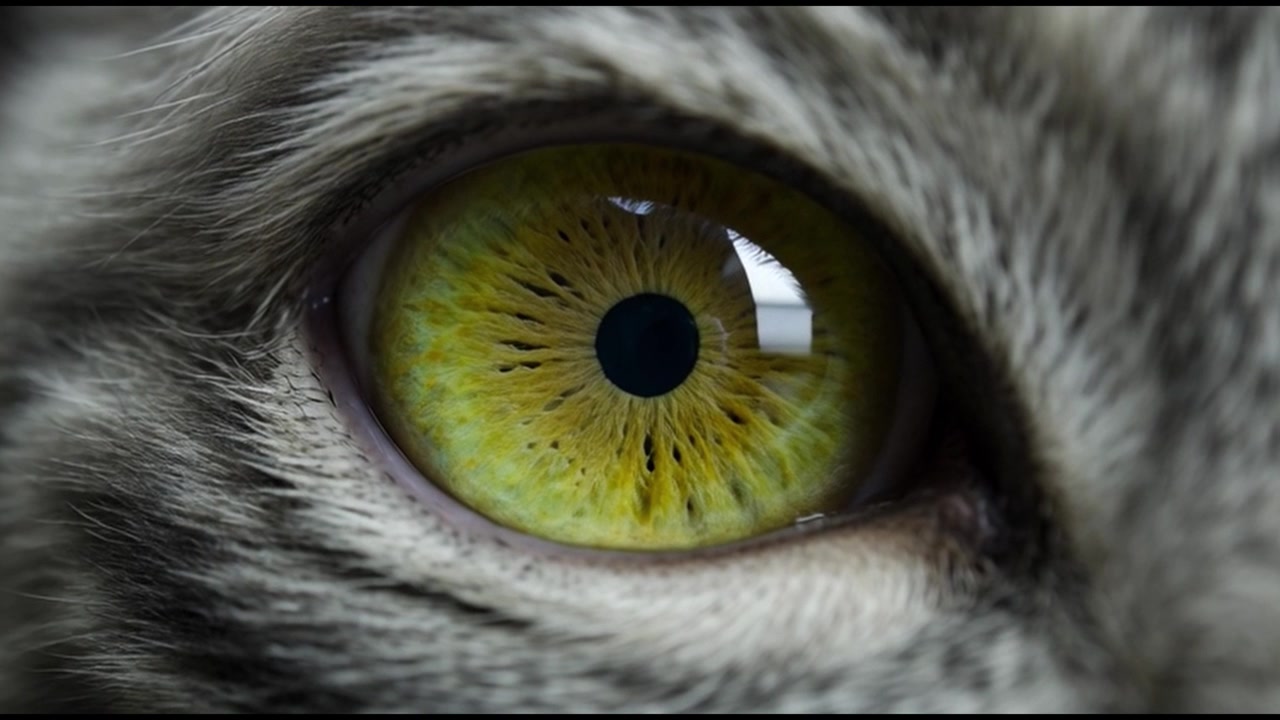 Primo piano estremo di un occhio di gatto con iride giallo vibrante
