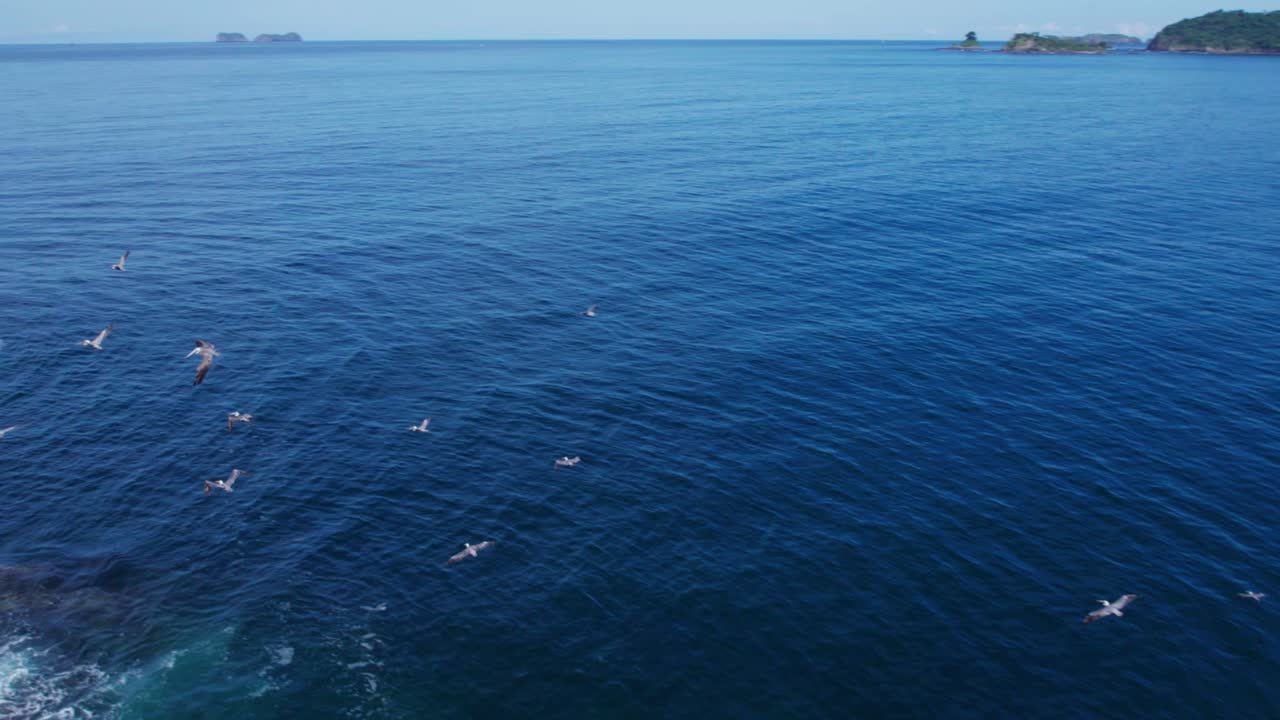 코스타리카 해변에서 펠리컨 무리의 차분한 비행