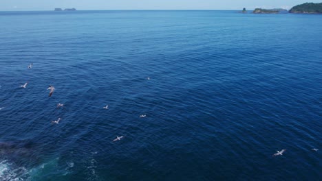 Calm-flight-of-a-group-of-pelicans-on-the-beaches-of-Costa-Rica