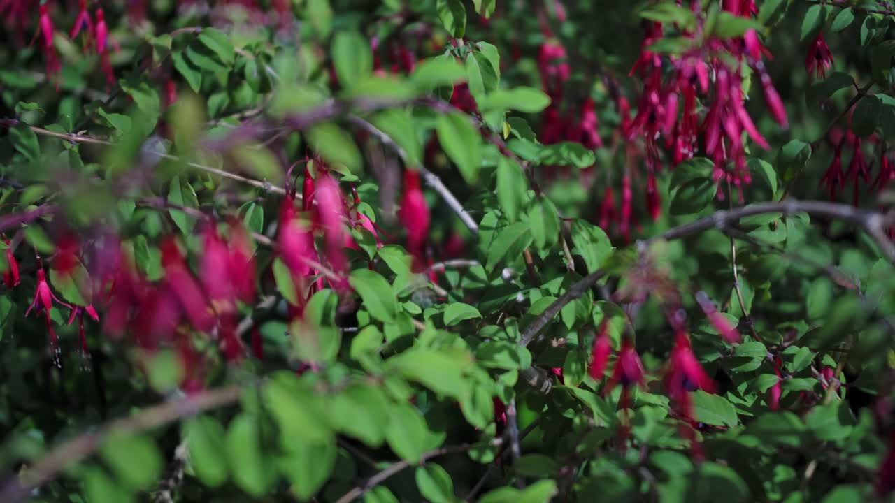 Handheld wide shot of vibrant pink fuchsia flowers in green leafy garden.