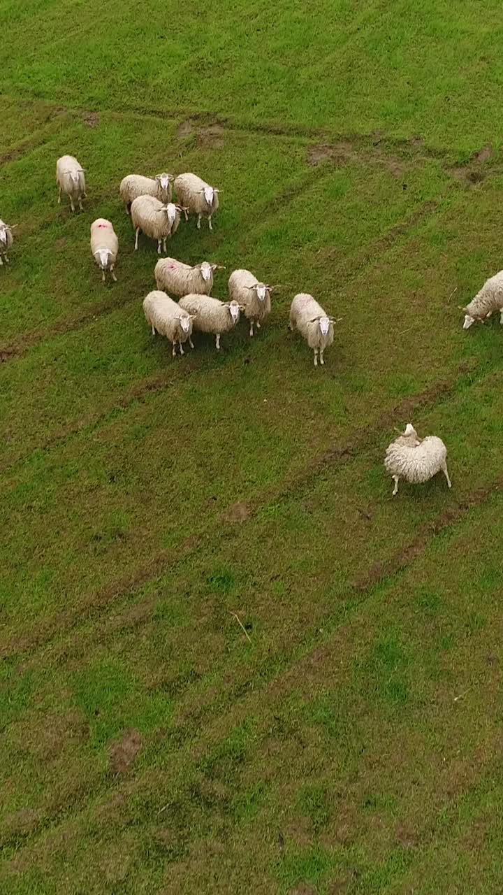 Vista aerea di un gregge di pecore in un campo verde