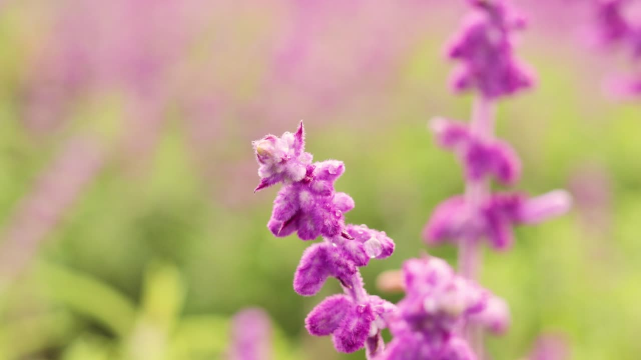 A green butterfly flutters gracefully around vivid purple flowers, set against a soft-focus green background, creating a serene and lively scene