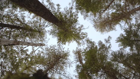 wide shot dolly under a branch looking to sky and trees