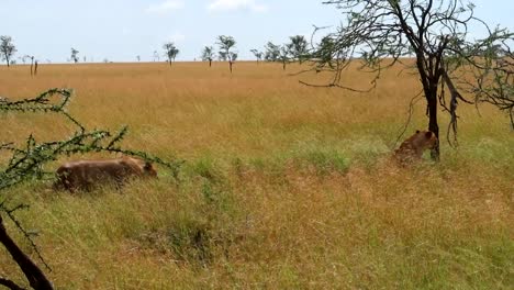 wide shot of lion approaching lioness in african savannah, tanzania, africa