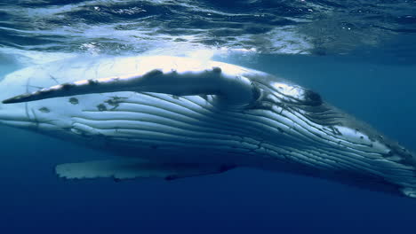 adult humpback whale breathes at ocean surface, french polynesia, slow motion