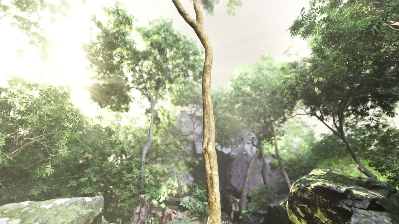 Sunlight filters through trees in a lush forest during daytime at a rocky site
