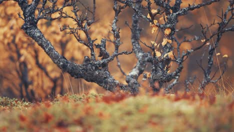 Eine-Dunkle-Birke-Mit-Dunklen,-Verdrehten-Zweigen-In-Der-Herbsttundra