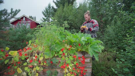 Mann,-Der-Gelben-Straightneck-Sommerkürbis-Mit-Kapuzinerkresse-Blüten-Erntet