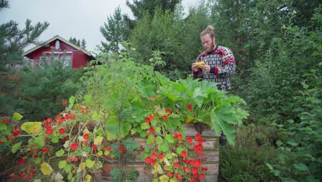 man harvesting yellow straightneck summer squash with nasturtium flowers