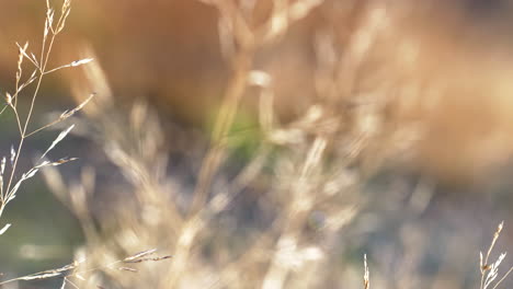 Naturaleza-árida-De-La-Tundra-De-Halti-Mire-En-La-Laponia-Finlandesa,-Caña-De-Poca-Profundidad-Y-Foco-De-Rejilla-De-Hierba