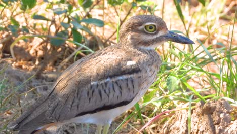 ordinary water thick-knee bird resting at kruger national park, south africa