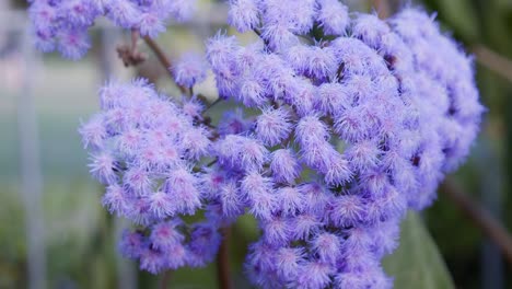 close up shot of purple flower in botanical garden allium lilac