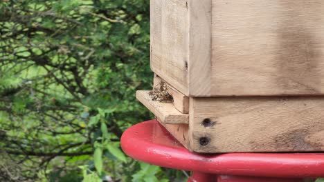 enjambres de abejas en la entrada de la colmena en una abeja de miel muy poblada