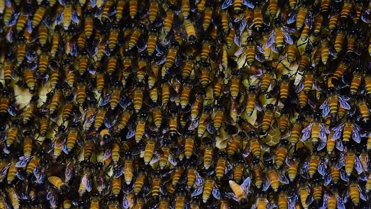 Giant Honey Bees are known to build large colonies of nest with symmetrical pockets made of wax for them to store honey as their food source