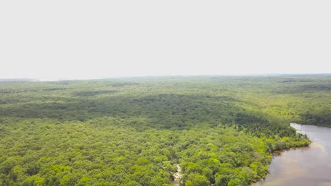 Aerial-reveal-shot-of-forest-in-Burlingame-Park