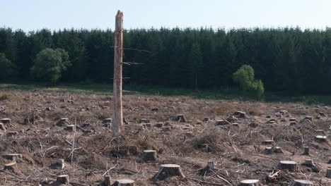 aerial, birds eye view drone footage of cleared land and deforestation in a forest with cut down trees and cut tree trunks with one dead tree orbit shot