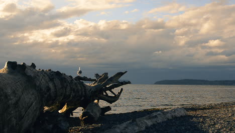 eine möwe schlägt mit den flügeln und hüpft zu einem anderen ast eines großen treibholzstammes an einem strand im us-bundesstaat washington mit blick auf den puget sound