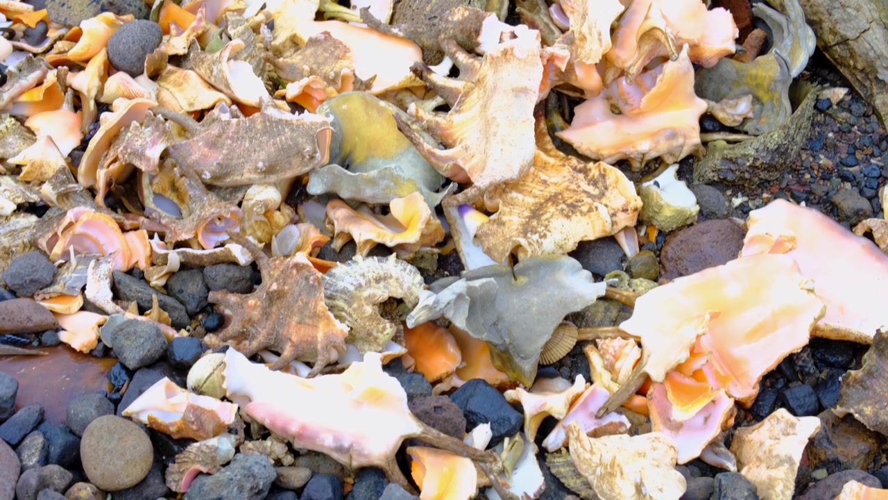 Fijian beach covered with broken conch shell on tropical island in Fiji, South Pacific