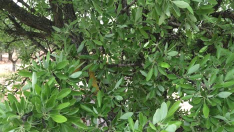 olive tree leaves shaking in the wind close up, lush foliage, thick leafage