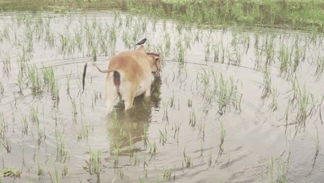 a cow is walking in the water while a bird is flying around