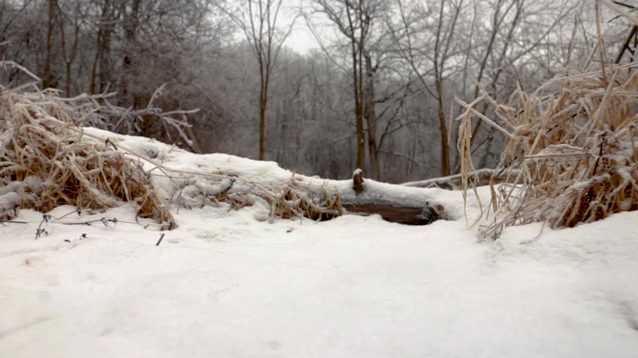 얼음과 눈으로 뒤덮인 삼림 지대의 전방 이동 샷