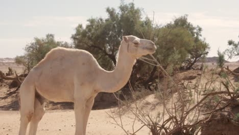 camel shot in the desert of algeria