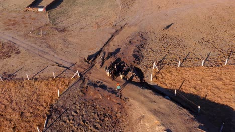 Village-People-Herding-Group-Of-Yaks-On-Mountainous-Landscape-Of-Sichuan-In-China